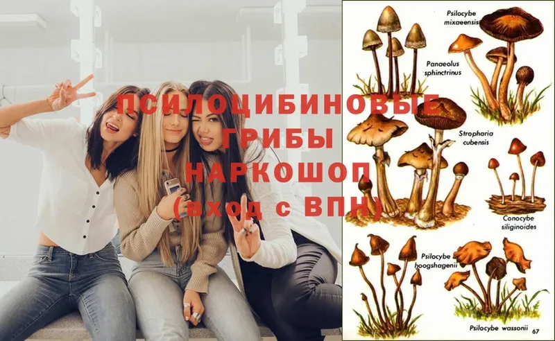 Псилоцибиновые грибы Magic Shrooms  Кукмор 